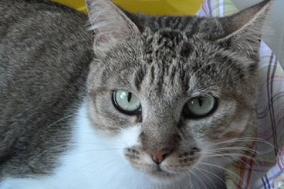 #PraCegoVer: Fotografia da gata Fifi. Ela tem à cor cinza. Seus olhos são verdes.